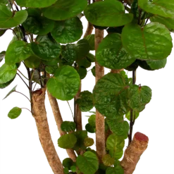 Polyscias Fabian - Aralia - P24 H100 - Kamerplant -Groeniva Verkoopwinkel polyscias fabian aralia p24 h100 6 1