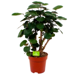 Polyscias Lemon - Aralia - P19 H65 - Kamerplant
