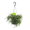 Rhipsalis Baccifera - In Hangpot - P17 H40 - Kamerplant