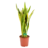 Sansevieria Laurentii - Vrouwentong - P21 H80 - Kamerplant