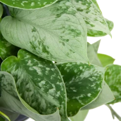 Scindapsus Pictus Silvery Ann - Epipremnum - In Hangpot - P15 H30 - Kamerplant -Groeniva Verkoopwinkel scindapsus pictus silvery ann epipremnum in hangpot p15 h30 6 3