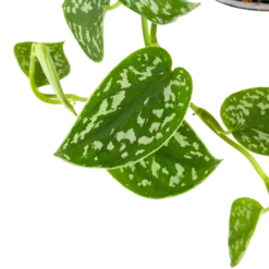 Scindapsus Pictus Trebie - Epipremnum - In Hangpot - P15 H20 - Kamerplant -Groeniva Verkoopwinkel scindapsus pictus trebie epipremnum in hangpot p15 6 1