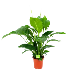 Spathiphyllum Wallisii - Lepelplant - P19 H80 Wit - Kamerplant