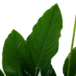 Spathiphyllum Wallisii - Lepelplant - P24 H120 Wit - Kamerplant -Groeniva Verkoopwinkel spathiphyllum wallisii lepelplant p24 h120 wit 6