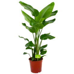 Strelitzia Nicolai - Paradijsvogelpant - P24 H100 - Kamerplant