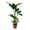 Strelitzia Nicolai - Paradijsvogelpant - P27 H180 - Kamerplant