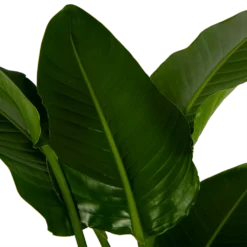 Strelitzia Nicolai - Paradijsvogelpant - P27 H180 - Kamerplant -Groeniva Verkoopwinkel strelitzia nicolai paradijsvogelpant p27 h180 6 2