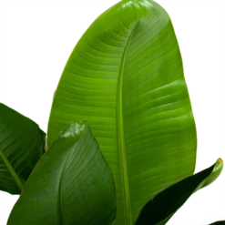 Strelitzia Nicolai - Paradijsvogelpant - P28 H130 - Kamerplant -Groeniva Verkoopwinkel strelitzia nicolai paradijsvogelpant p28 h130 6