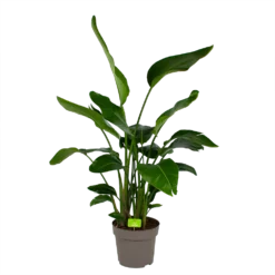 Strelitzia Nicolai - Paradijsvogelpant - P32,5 H165 - Kamerplant