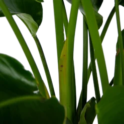 Strelitzia Nicolai - Paradijsvogelpant - P32,5 H165 - Kamerplant -Groeniva Verkoopwinkel strelitzia nicolai paradijsvogelpant p32 5 h165 6