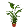 Strelitzia Nicolai - Paradijsvogelpant - P36 H170 - Kamerplant