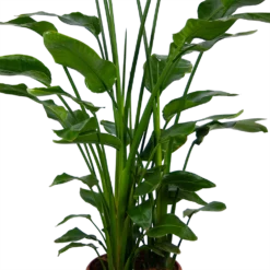Strelitzia Nicolai - Paradijsvogelpant - P36 H170 - Kamerplant -Groeniva Verkoopwinkel strelitzia nicolai paradijsvogelpant p36 h170 kamerplant 4 1