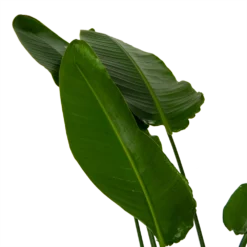 Strelitzia Nicolai - Paradijsvogelpant - P36 H170 - Kamerplant -Groeniva Verkoopwinkel strelitzia nicolai paradijsvogelpant p36 h170 kamerplant 6