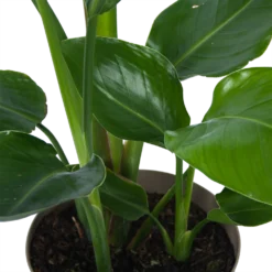 Strelitzia Nicolai - Paradijsvogelplant - P17 H60 - Kamerplant -Groeniva Verkoopwinkel strelitzia nicolai paradijsvogelplant p17 h60 6