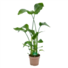 Strelitzia Nicolai - Paradijsvogelplant - P21 H120 - Kamerplant