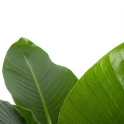 Strelitzia Nicolai - Paradijsvogelplant - P27 H110 - Kamerplant -Groeniva Verkoopwinkel strelitzia nicolai paradijsvogelplant p27 h110 6 2