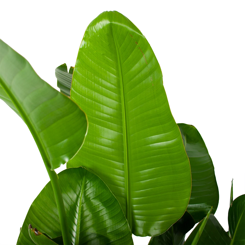 Strelitzia Nicolai - Paradijsvogelplant - P35 H130 - Kamerplant 2 Strelitzia Nicolai - Paradijsvogelplant - P35 H130 - Kamerplant - Afbeelding 2