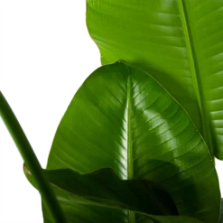 Strelitzia Nicolai - Paradijsvogelplant - P35 H130 - Kamerplant 6 Strelitzia Nicolai - Paradijsvogelplant - P35 H130 - Kamerplant -Groeniva Verkoopwinkel strelitzia nicolai paradijsvogelplant p35 h130 6