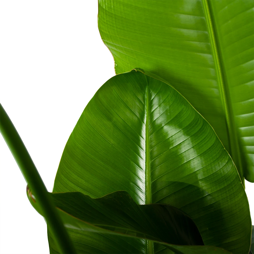 Strelitzia Nicolai - Paradijsvogelplant - P35 H130 - Kamerplant 3 Strelitzia Nicolai - Paradijsvogelplant - P35 H130 - Kamerplant - Afbeelding 3