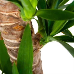 Yucca - Palmlelie - P19 H90 - Kamerplant -Groeniva Verkoopwinkel yucca palmlelie p19 h90 6