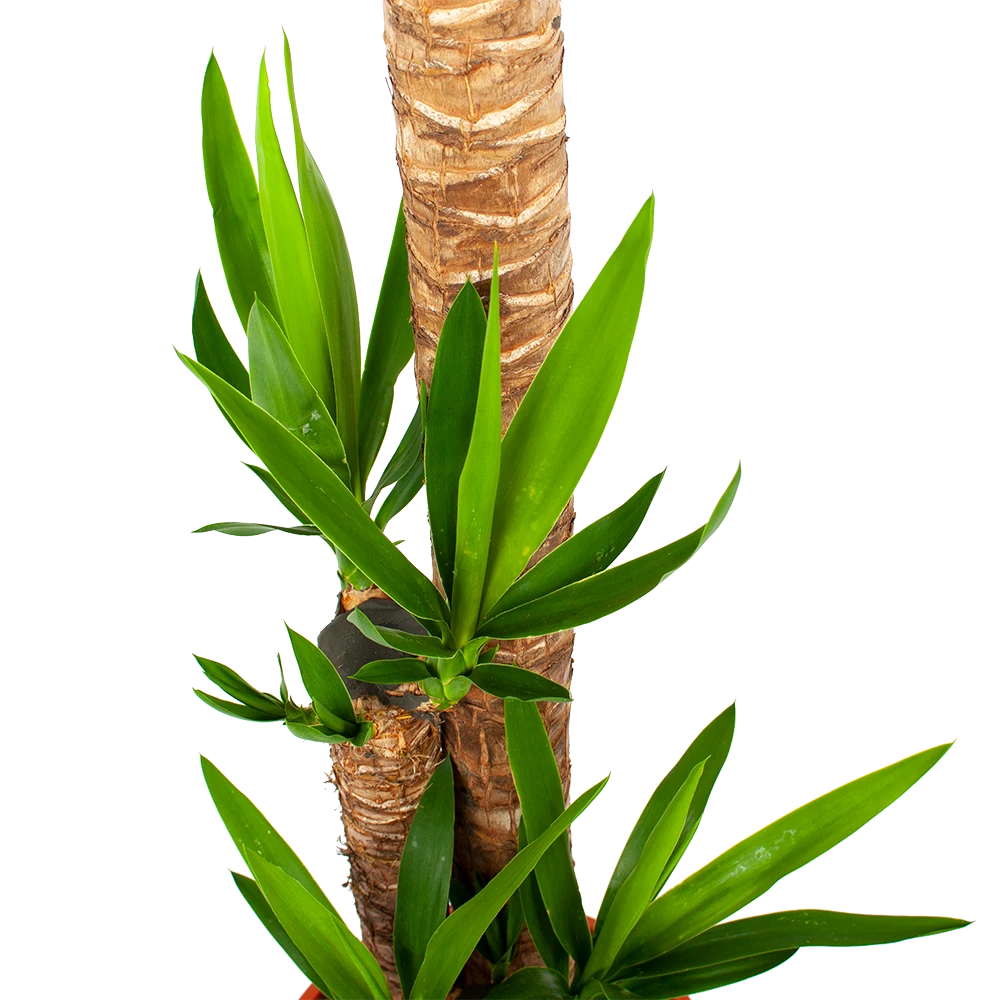 Yucca - Palmlelie - P27 H170 - Kamerplant 2 Yucca - Palmlelie - P27 H170 - Kamerplant - Afbeelding 2
