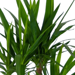 Yucca - Vertakt - Palmlelie - P30 H130 - Kamerplant -Groeniva Verkoopwinkel yucca vertakt palmlelie p30 h130 kamerplant 4