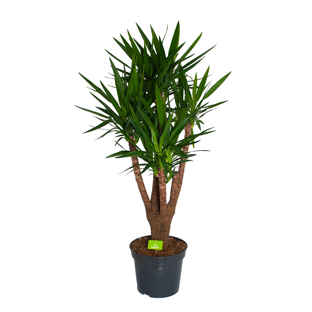 Yucca - Vertakt - Palmlelie - P35 H150 - Kamerplant 1 Yucca - Vertakt - Palmlelie - P35 H150 - Kamerplant