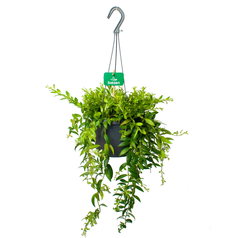 Groeniva Verkoopwinkel -Groeniva Verkoopwinkel 2